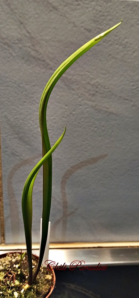 Sarracenia leucophylla.jpg