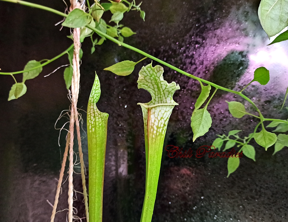 Sarracenia leucophylla1.jpg