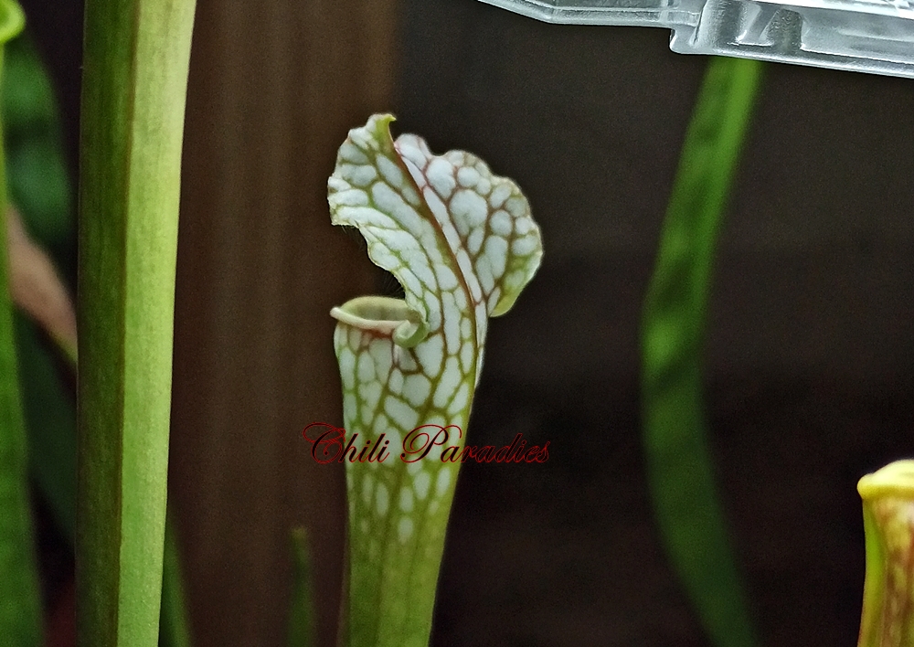 Sarracenia leucophylla6.jpg