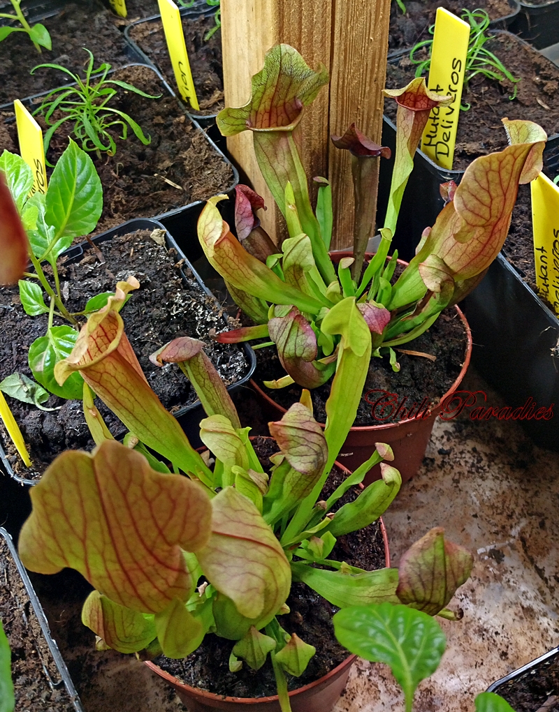 Sarracenia purpurea2.jpg