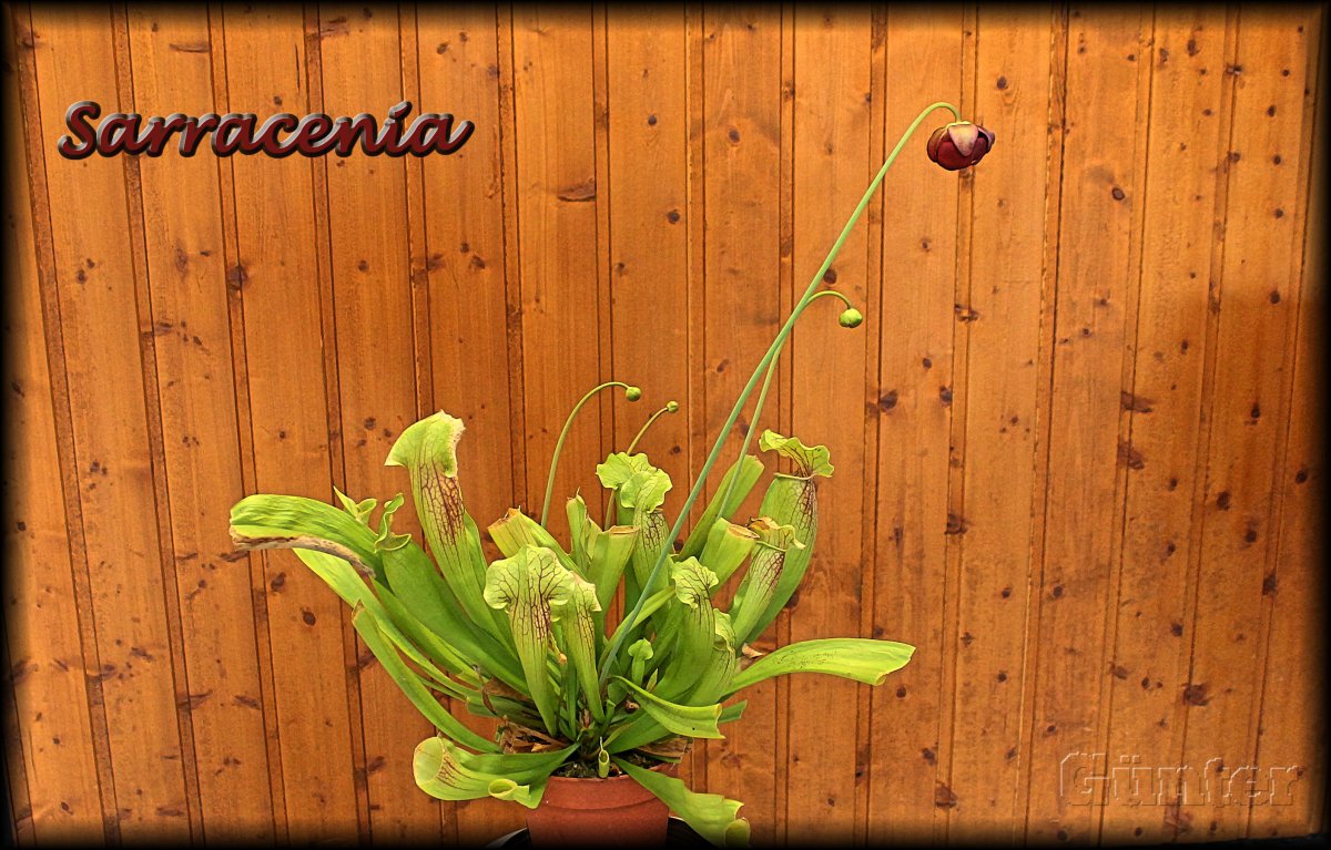 Sarracenia_Schlauchpflanze.JPG