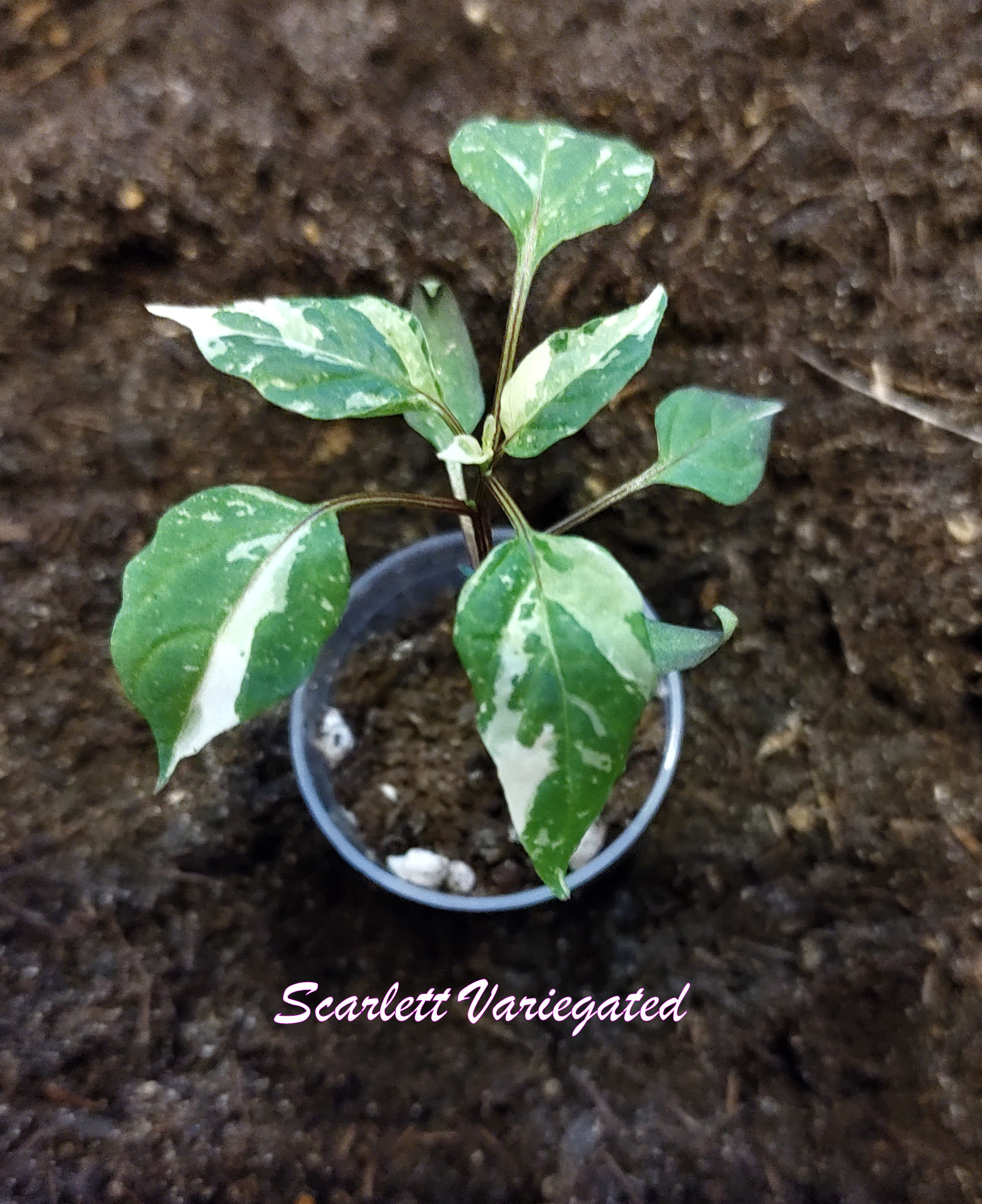 Scarlett Variegated 01.jpg