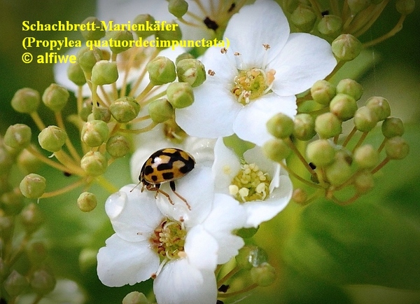 schachbrett-marienkfe71uhb.jpg