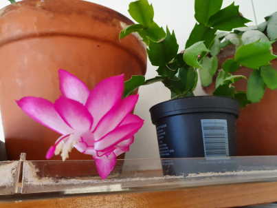 schlumbergera2019.jpg