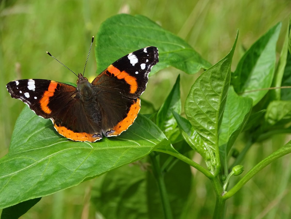 Schmetterling b.jpg