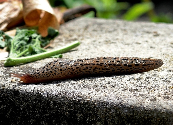 schnecken1ntrlk.jpg