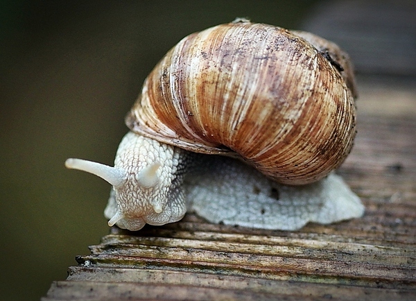 schnecken893rt4.jpg