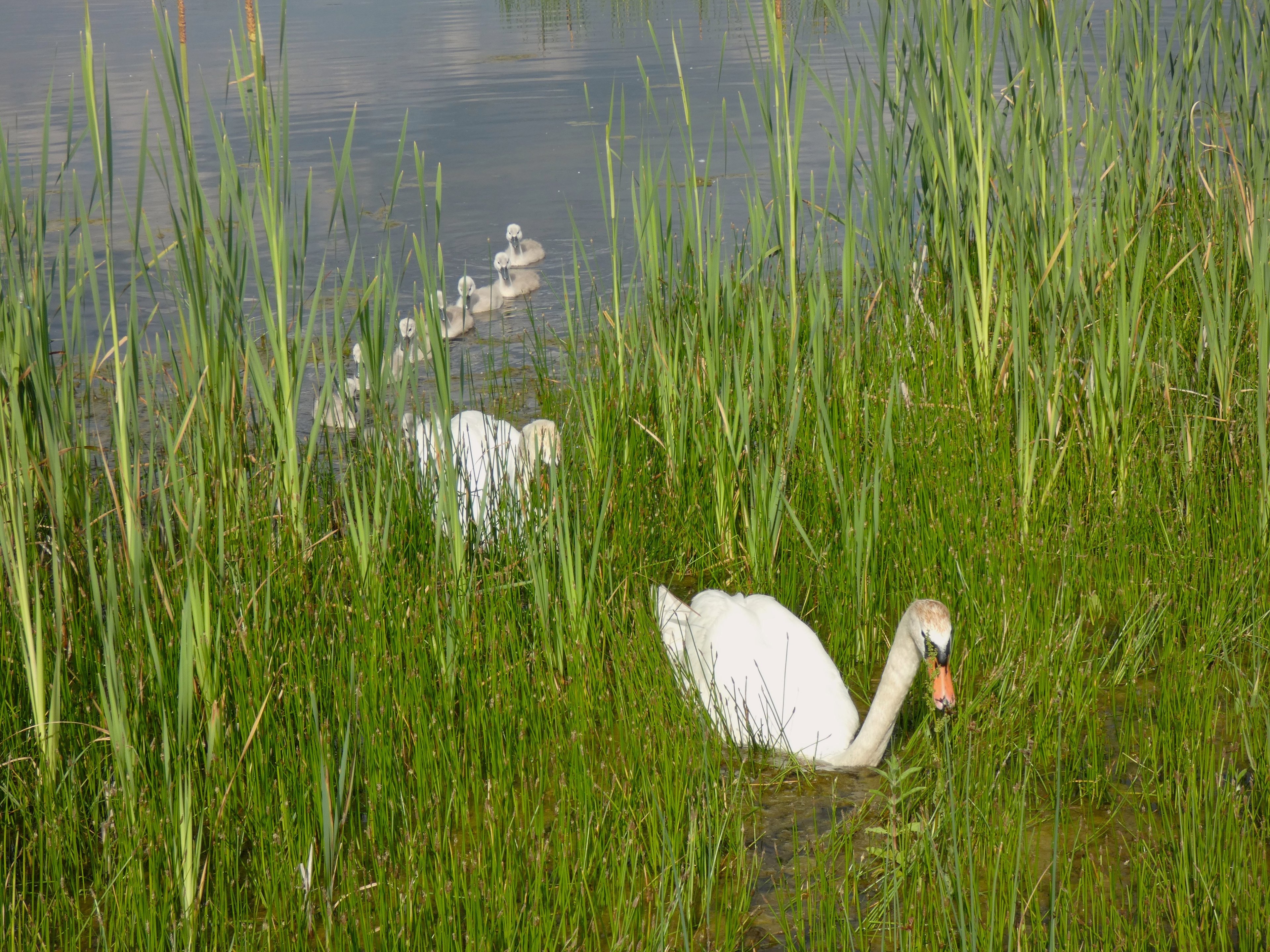 Schwanenfamilie 06,24.JPG