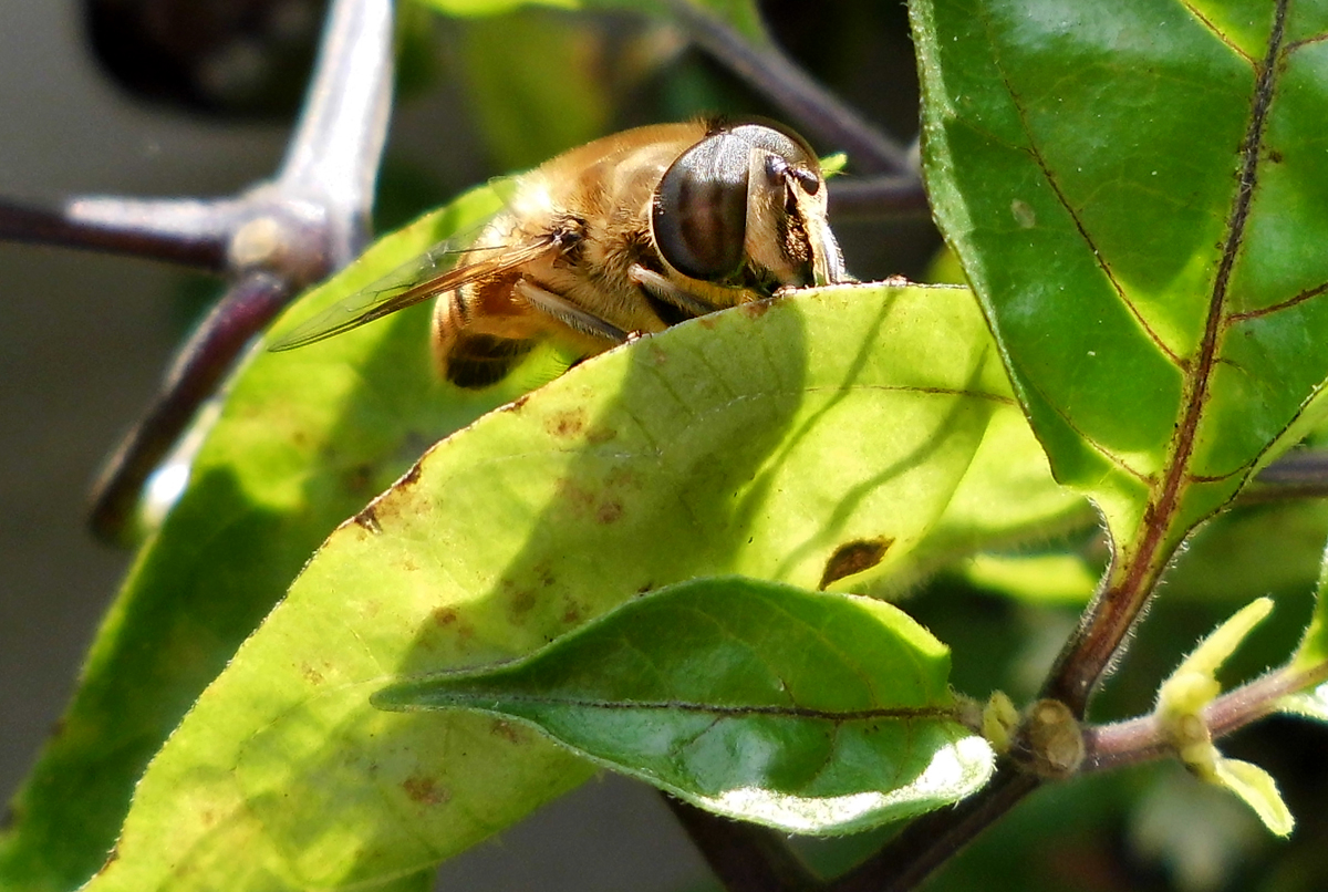 Schwebfliege-1.jpg