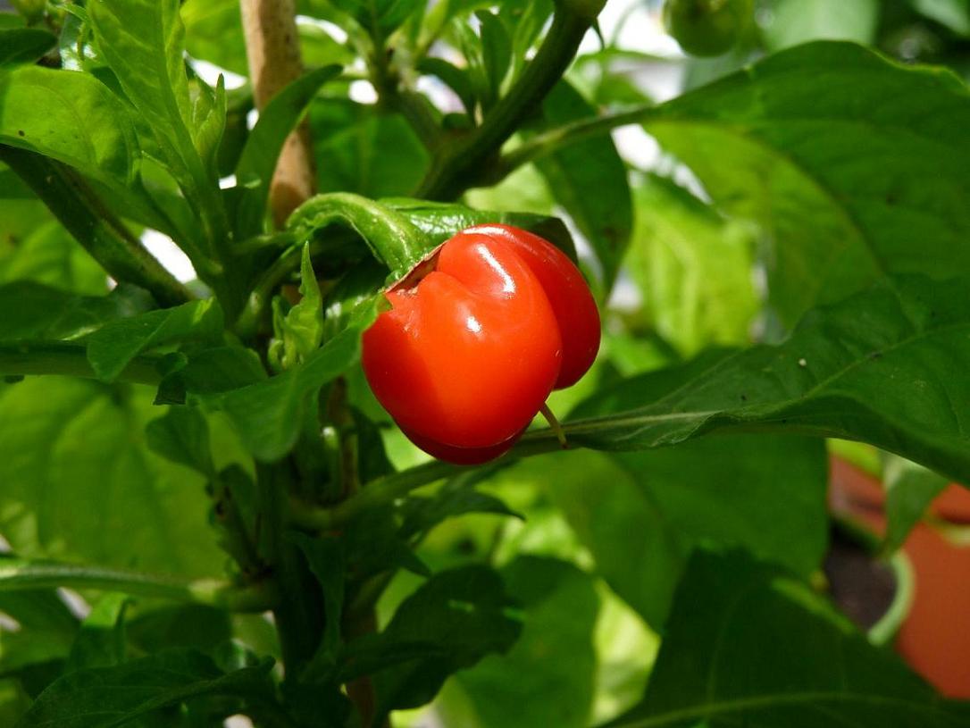 scotch bonnet.jpg