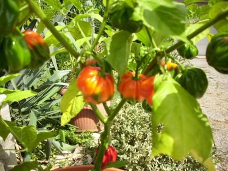 scotch bonnet n 2.JPG