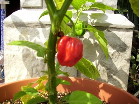 scotch bonnet n reif.JPG