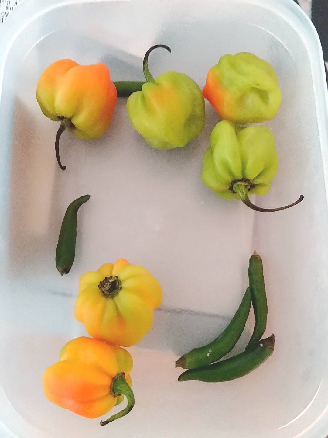 scotch_bonnet2.jpg