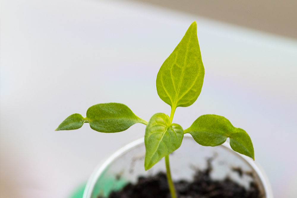 Scotch_Bonnet_zpsdfa06c07.jpg