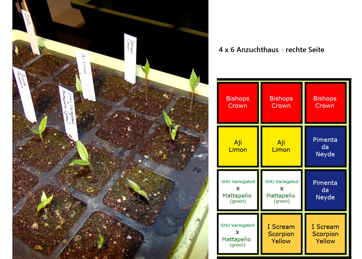 Seedlings_AH-Grafik-1.jpg