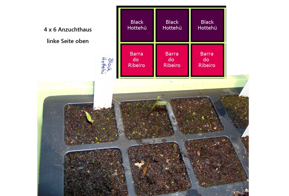 Seedlings_AH-Grafik-3.jpg
