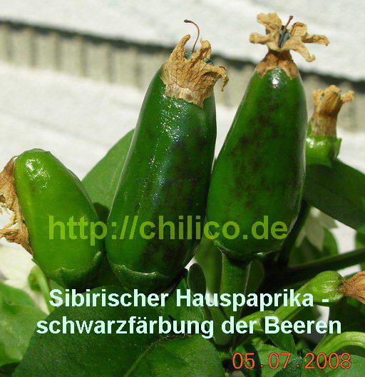 SibHauspaprikaSchwarzeFaerbung20080705N2216.jpg