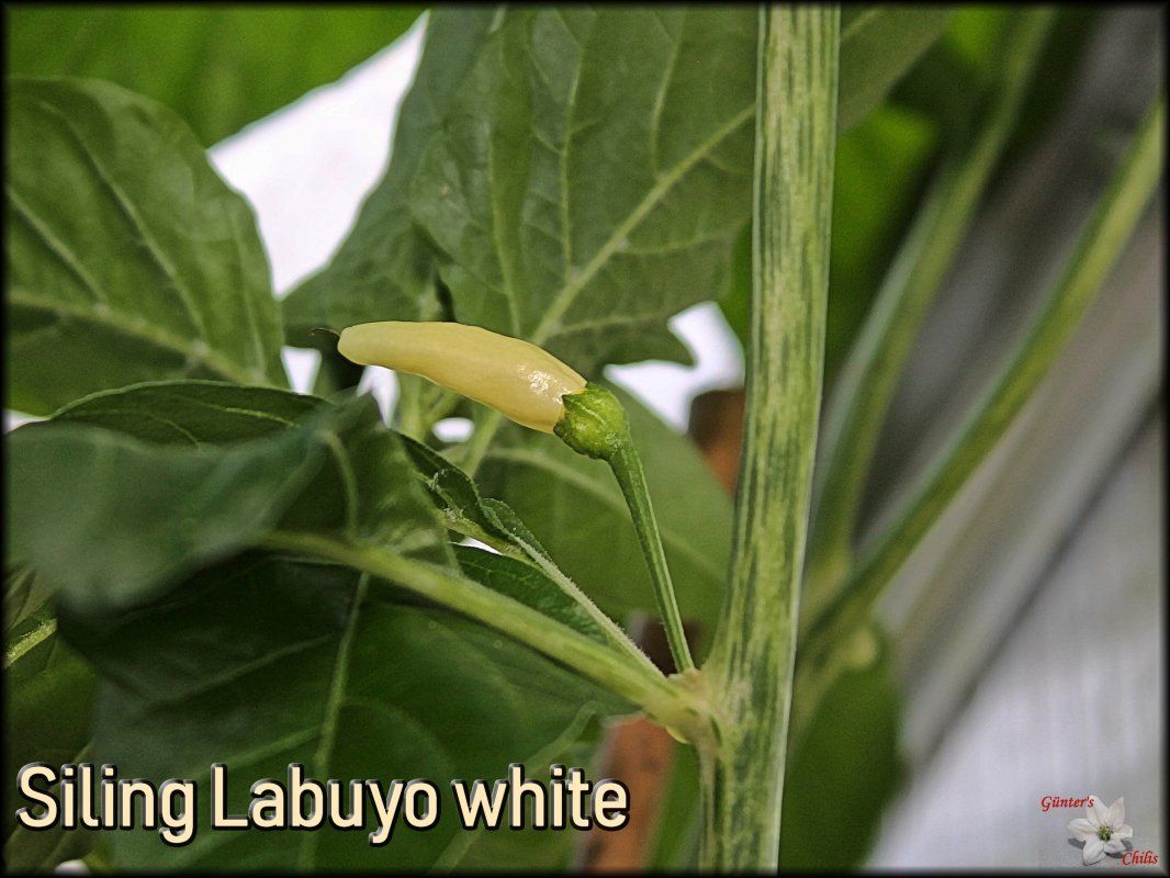 Siling Labuyo white.JPG