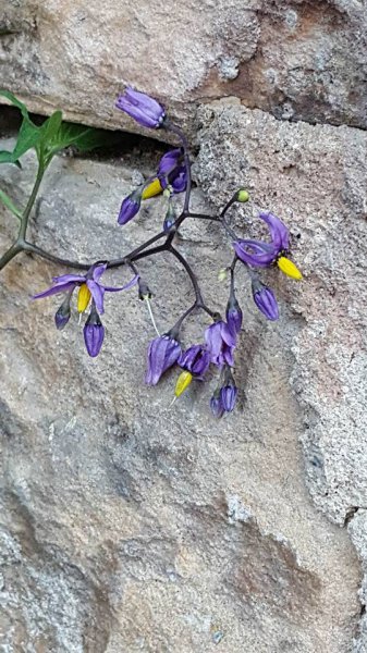 Solanum dulcamara (1).jpg