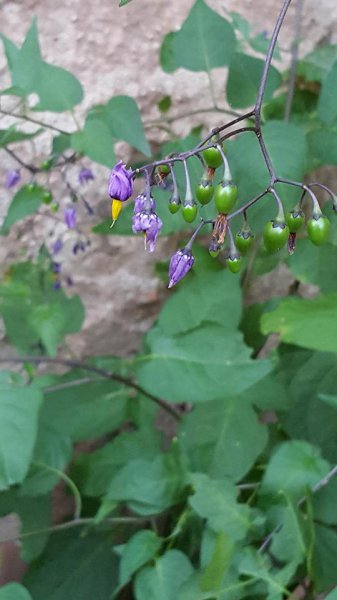 Solanum dulcamara (2).jpg