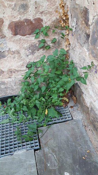 Solanum dulcamara (3).jpg