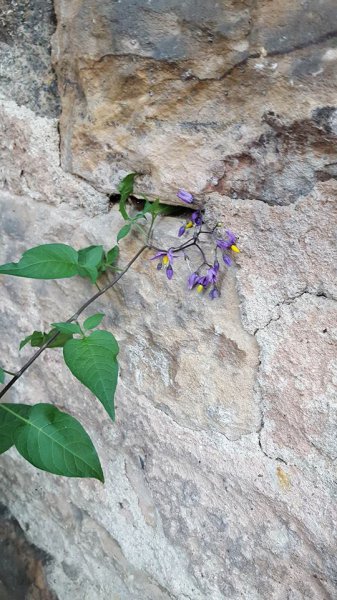 Solanum dulcamara (5).jpg