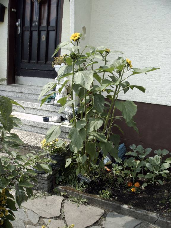 Sonnenblumen vorm Haus 28.06.2010.JPG