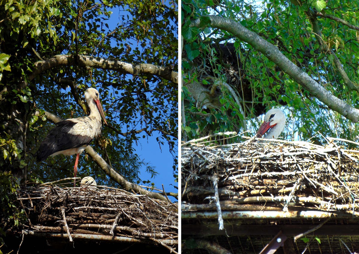 Stoerche_Nest1-duo.jpg