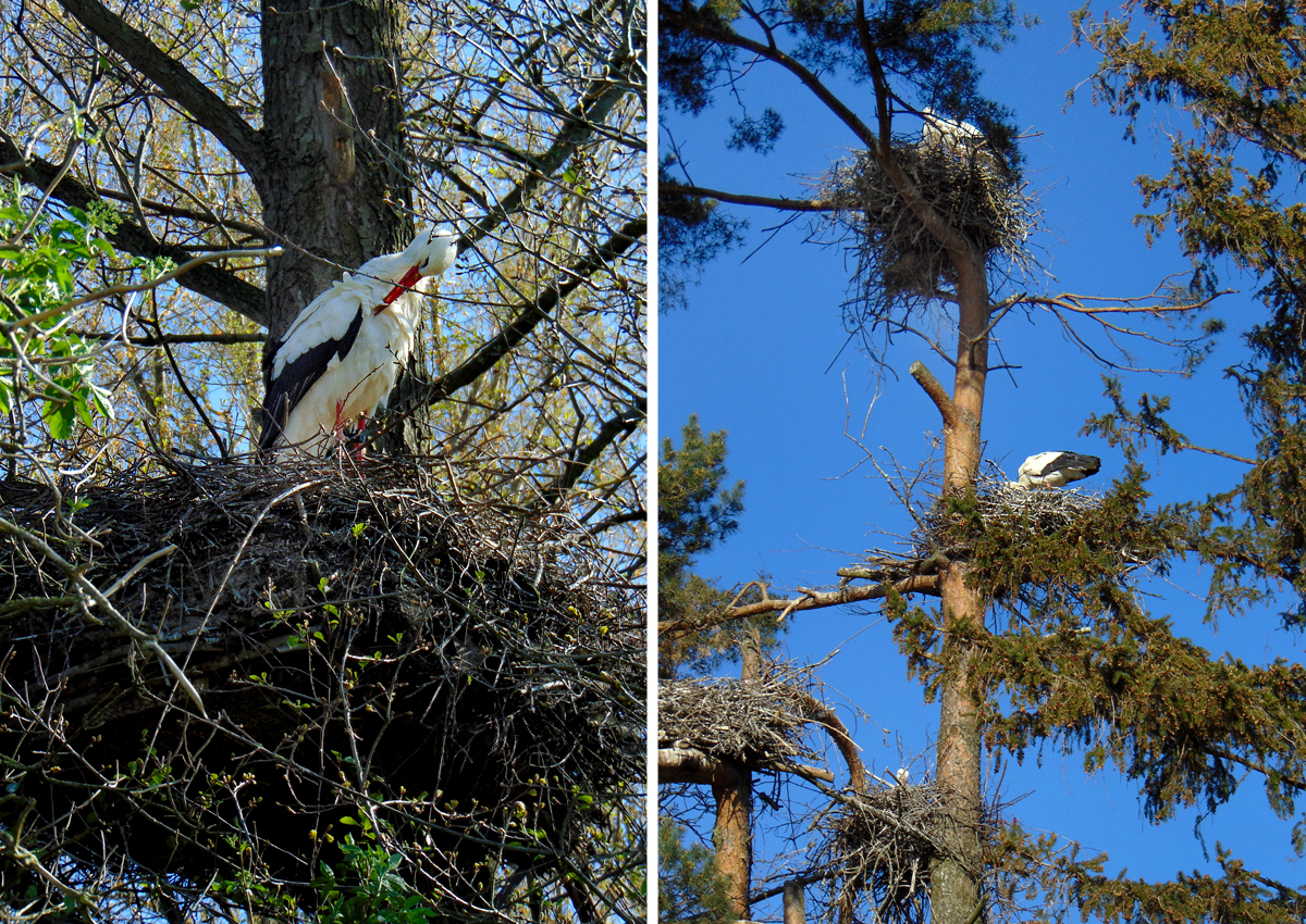 Stoerche_Nistbaum2.jpg