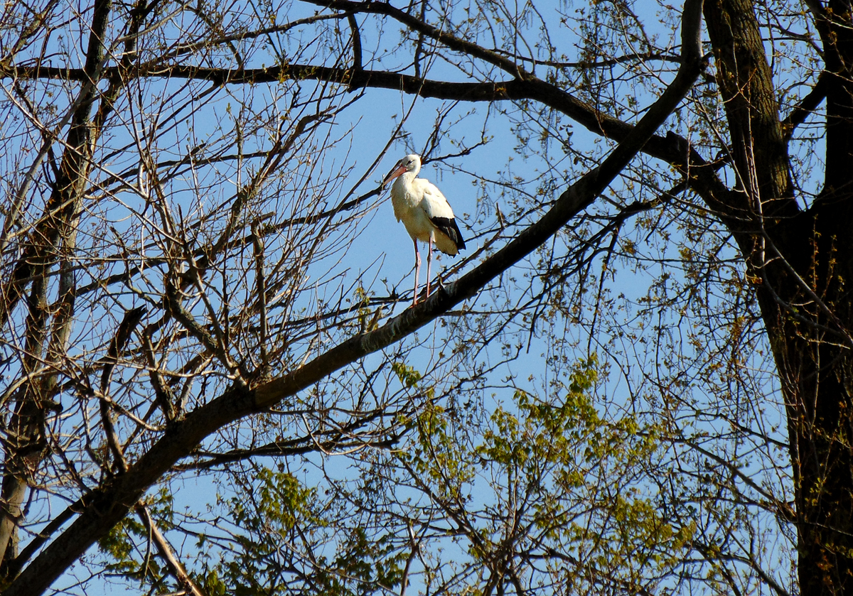 Stoerche_Storch-1.jpg