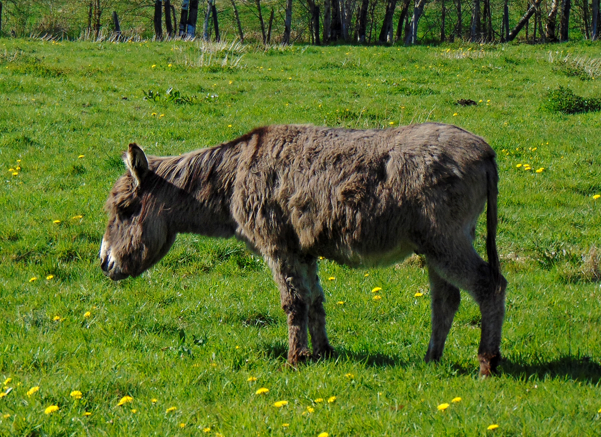 stoerrischer_Esel-Feldmarkstrasse-2.jpg