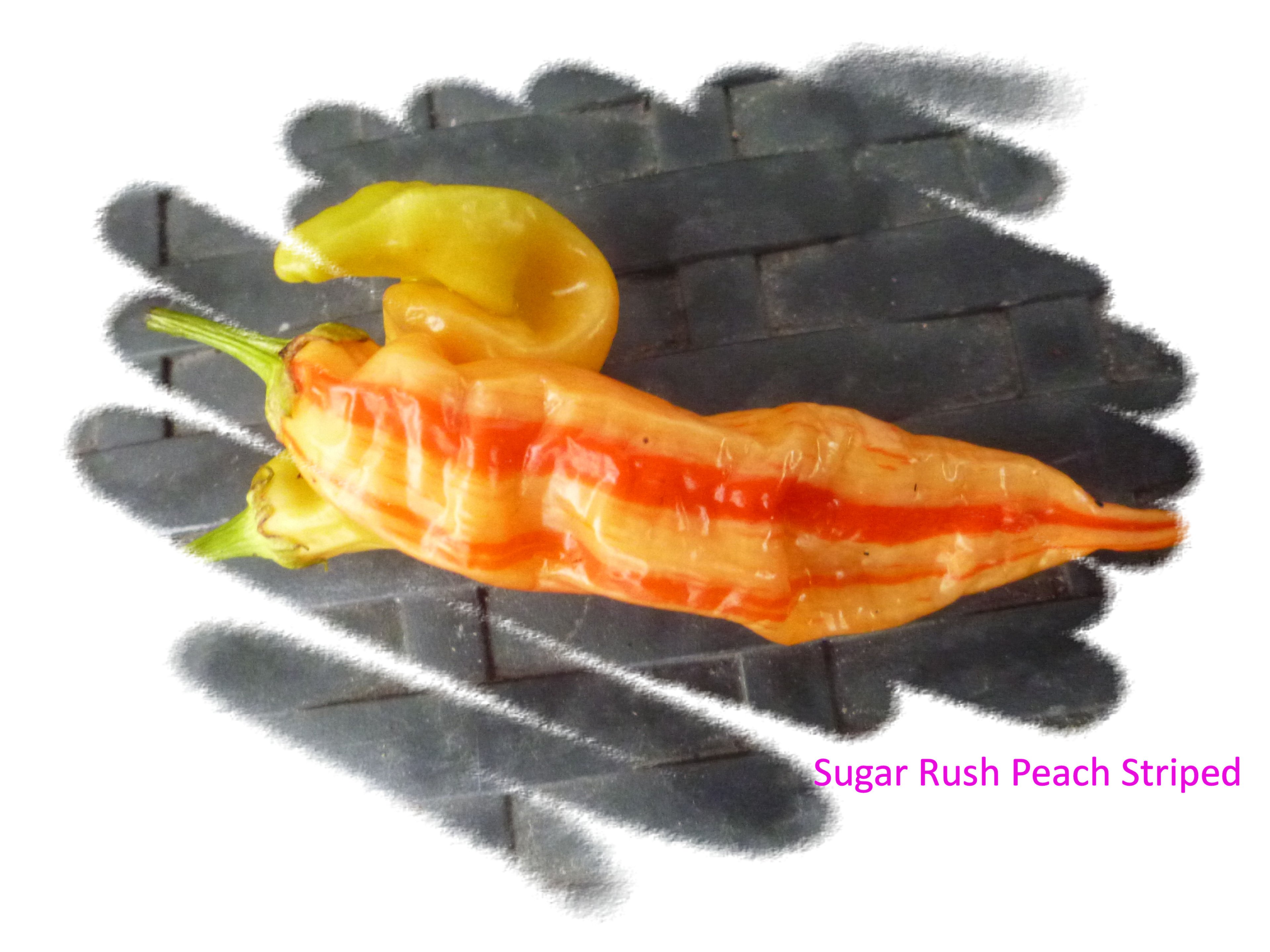 Sugar Rush Peach Striped.jpg