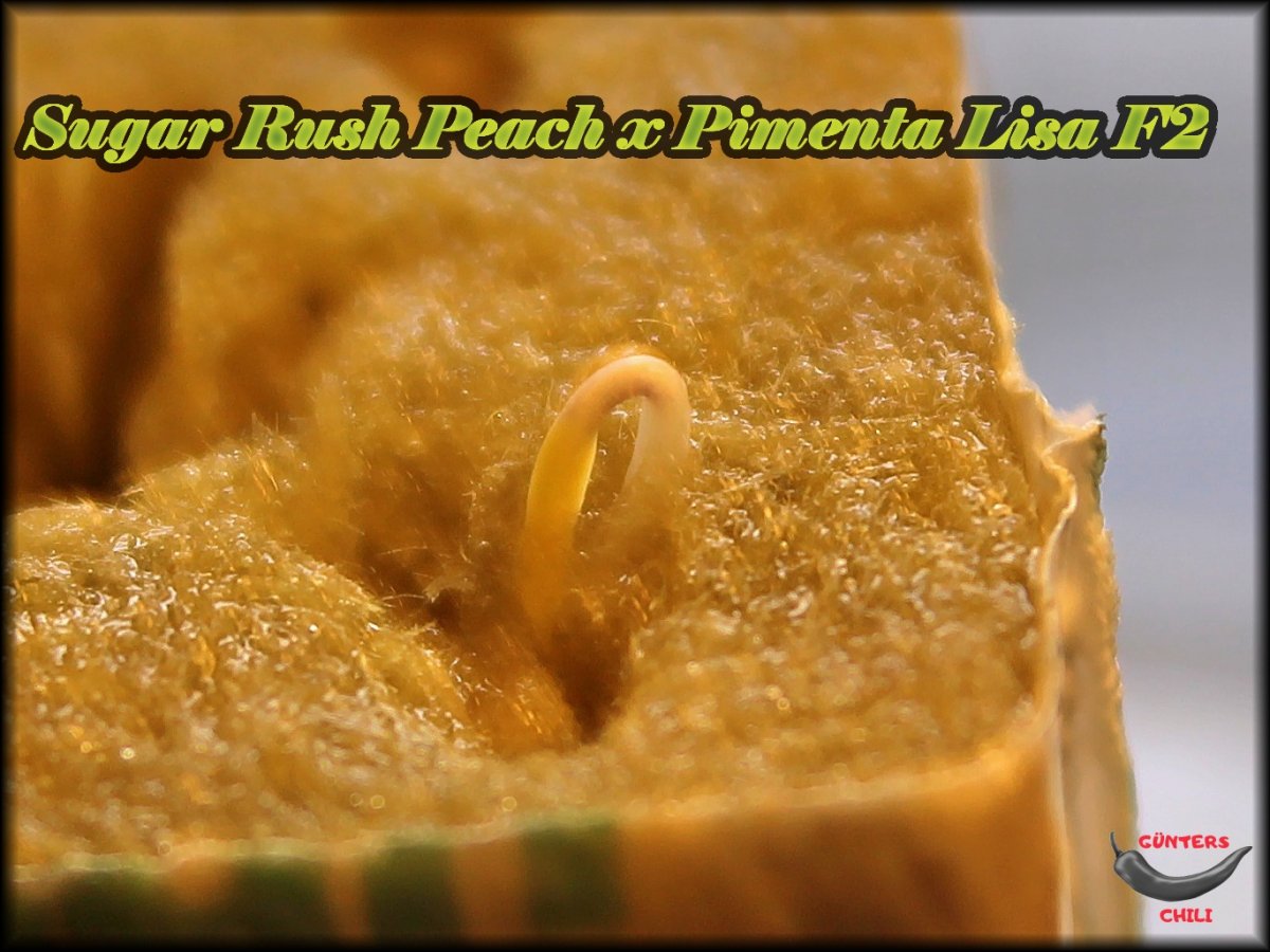Sugar Rush Peach x Pimenta Lisa F2.JPG