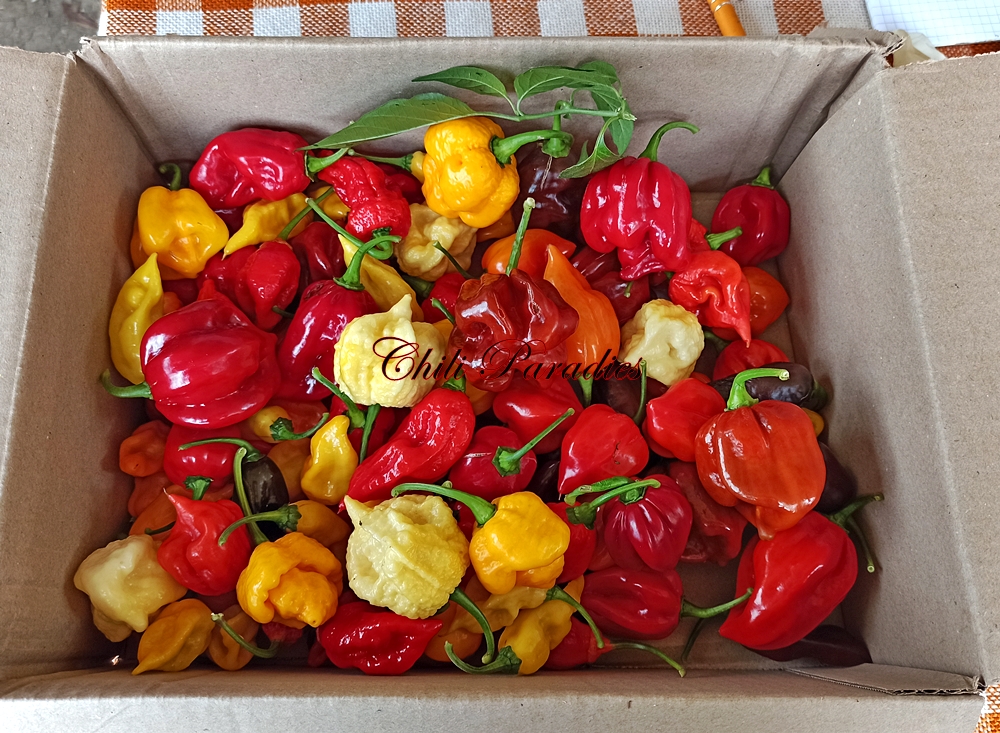 Super Hot Mix.jpg