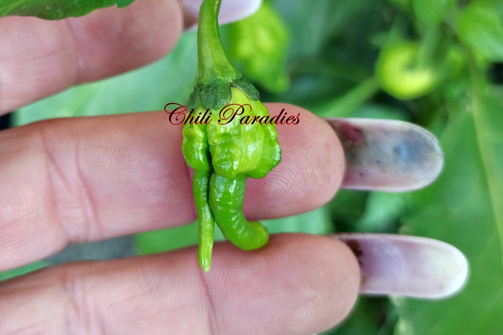 T. Douglah x T. Scorpion Butch T.jpg
