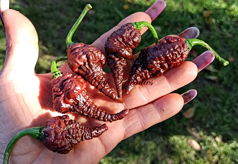 T. Douglah x T. Scorpion Butch T1.jpg