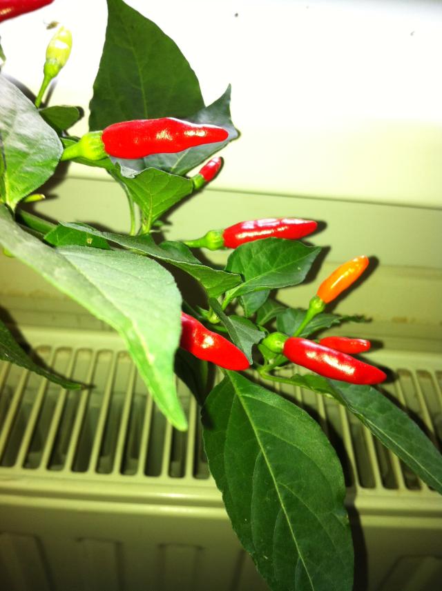 Tabasco 2.jpg