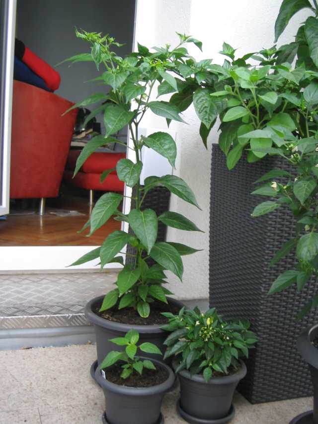 Tabasco.JPG