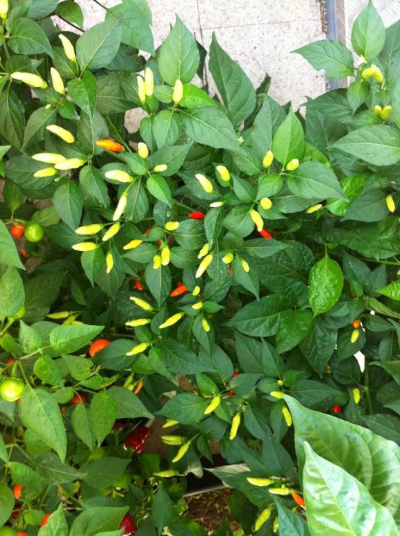 Tabasco2.jpg