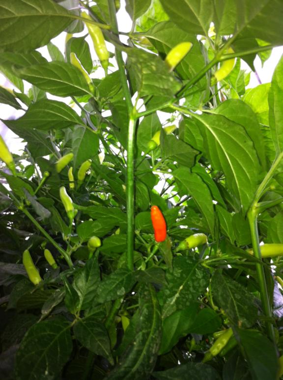 Tabasco3.jpg