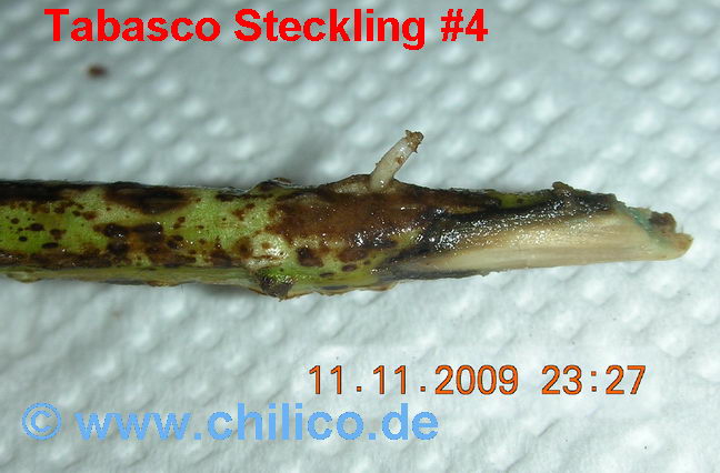 Tabasco_Steckling_4_2009-11-11_0871.jpg