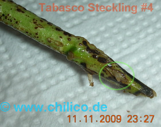 Tabasco_Steckling_4_2009-11-11_0873.jpg