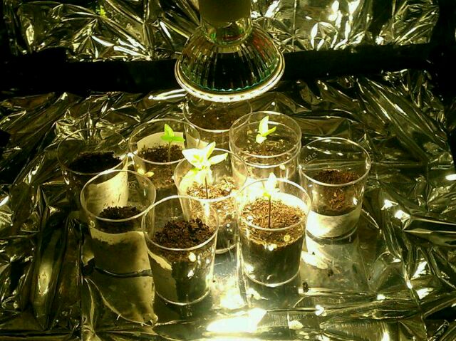 terrarium-nah.jpg