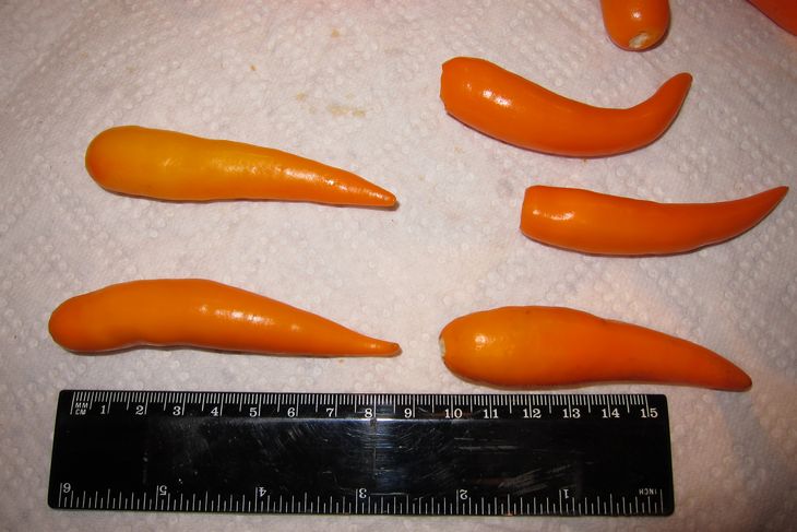 Thai Carrot.jpg