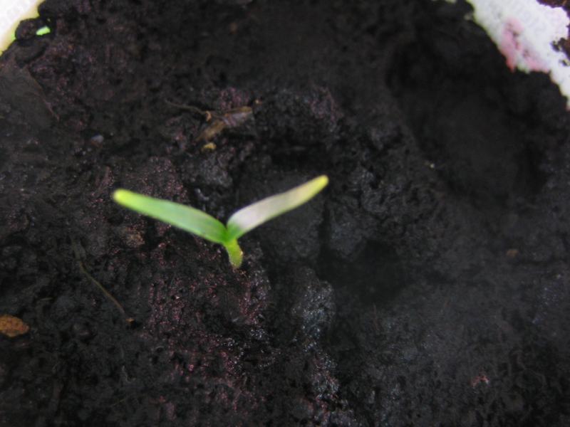 Thai Chili 001.jpg