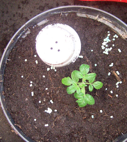 Tomate2.jpg