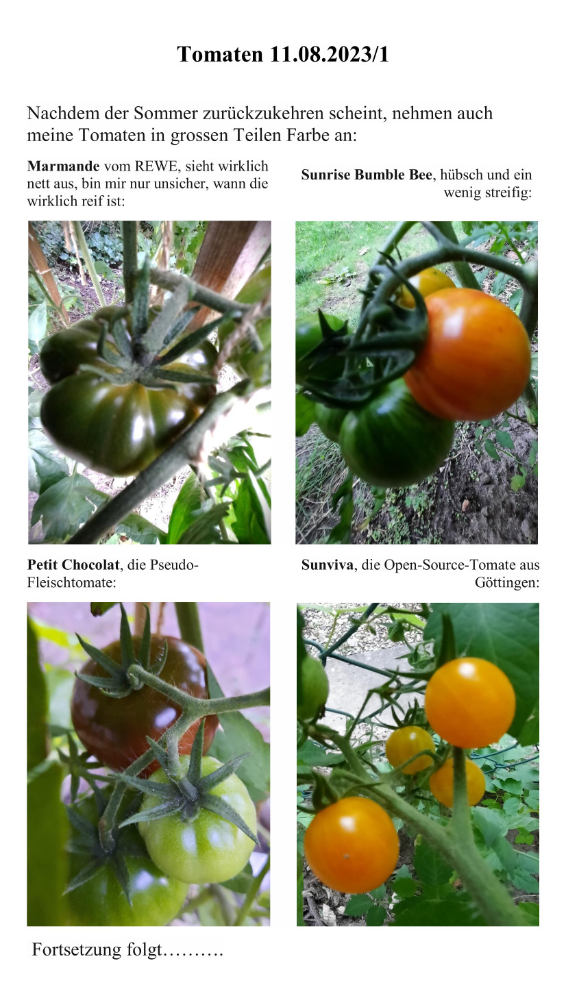 Tomaten 11.08.2023.1.jpg
