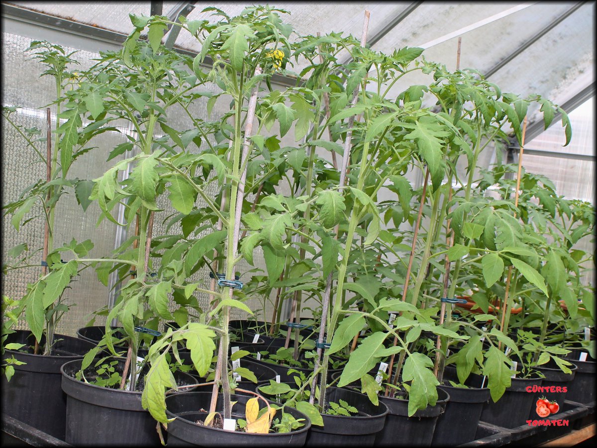 Tomaten 13052020.JPG