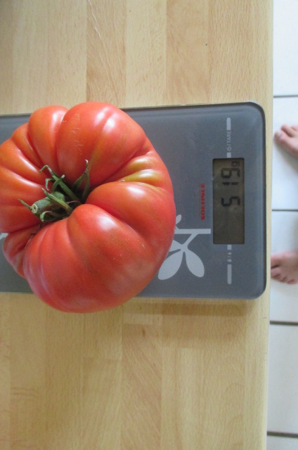 Tomaten 20017 001.JPG