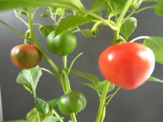 Tomaten-Chili 3.JPG